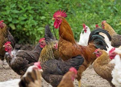 اجرای طرح پرورش مرغ بومی خانگی در تعاونی های روستایی