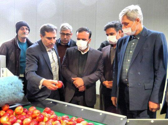 افتتاح نخستین واحد سورتینگ میوه مکانیزه آذربایجان شرقی در مراغه