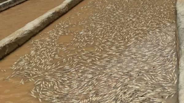 خسارت نزدیک به 300 میلیونی مونسون به مزارع ماهیان سردابی ایذه